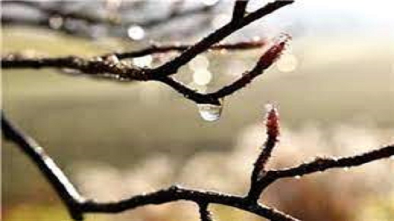 خسارت سرما و برودت هوا به باغ ها و زمین‌های زراعی مراغه
