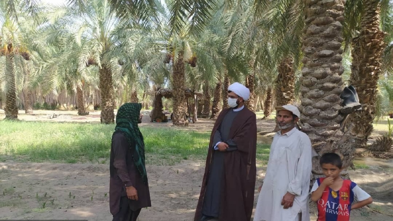 وقف ۱۰ نخل خرما در ایرانشهر