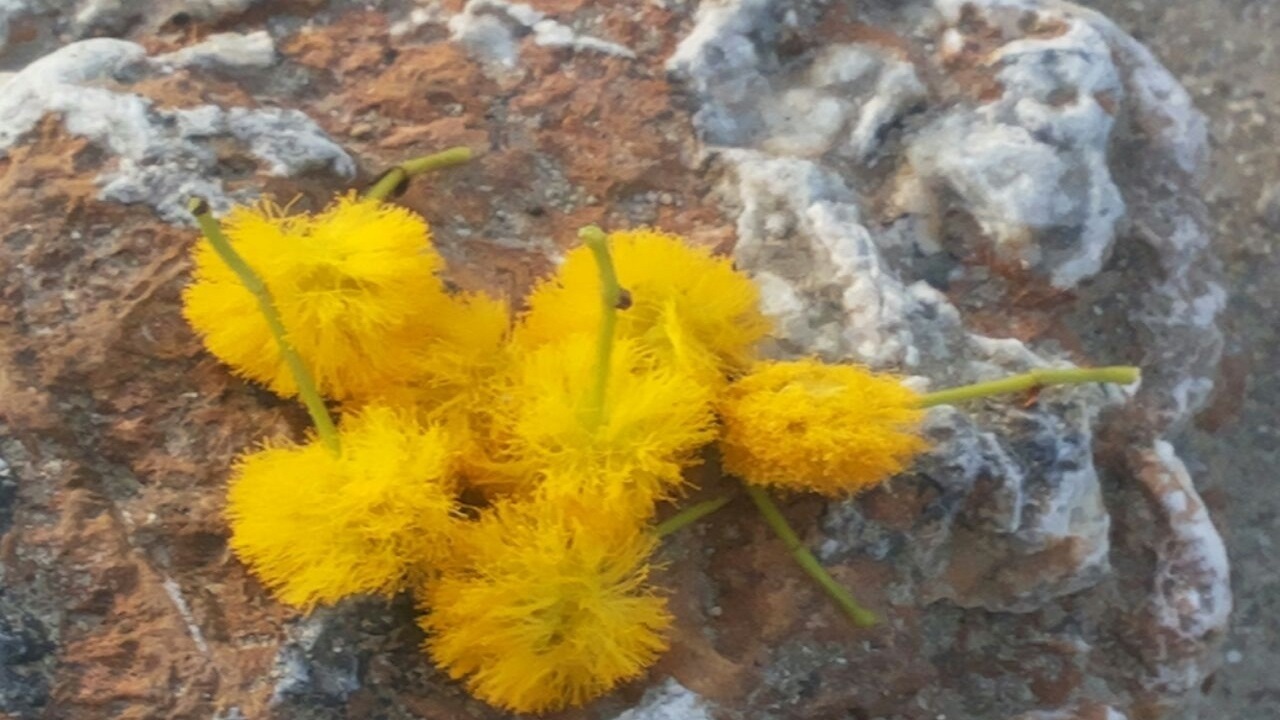 شکوفه دهی درختان چگرد در جنوب سیستان و بلوچستان