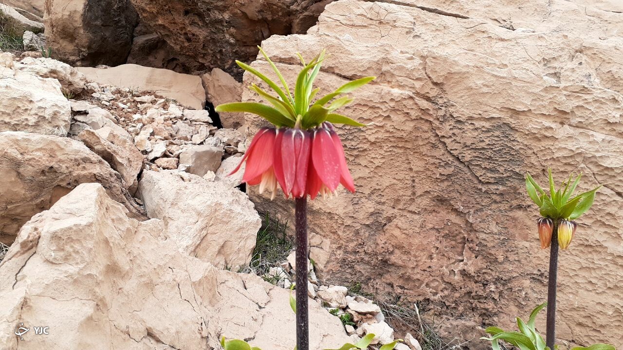 شهرستان کوهرنگ، مهد لاله‌های واژگون+فیلم