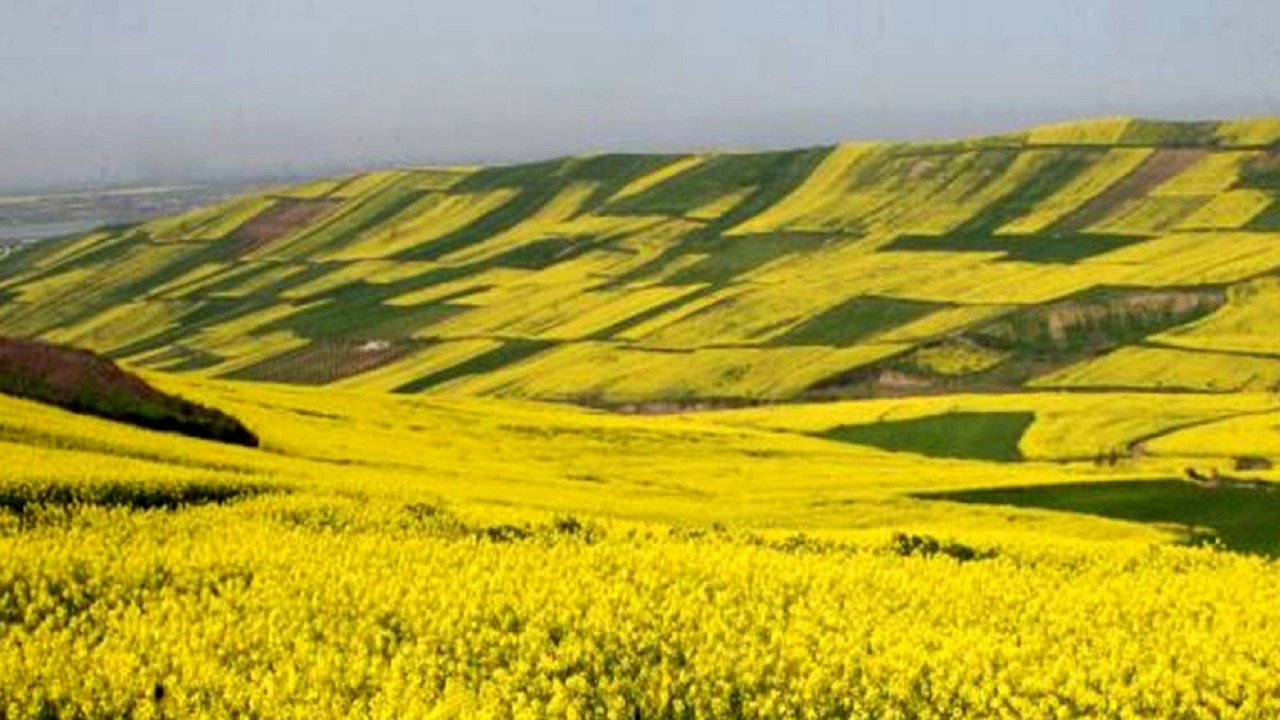 وضعیت مطلوب مزارع گندم، کلزا و چغندرقند در خوزستان
