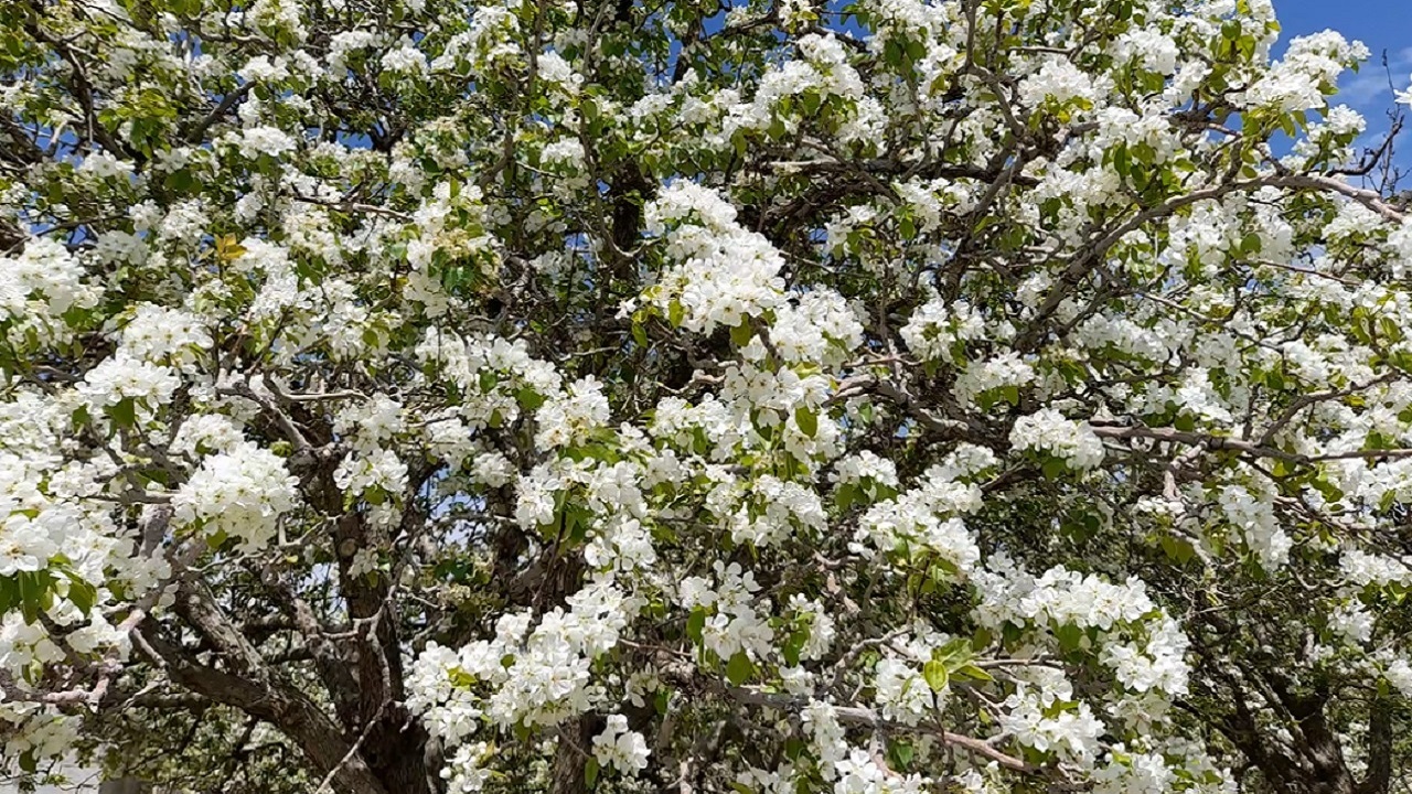 جلوه گری شکوفه های بهاری در غرب اصفهان