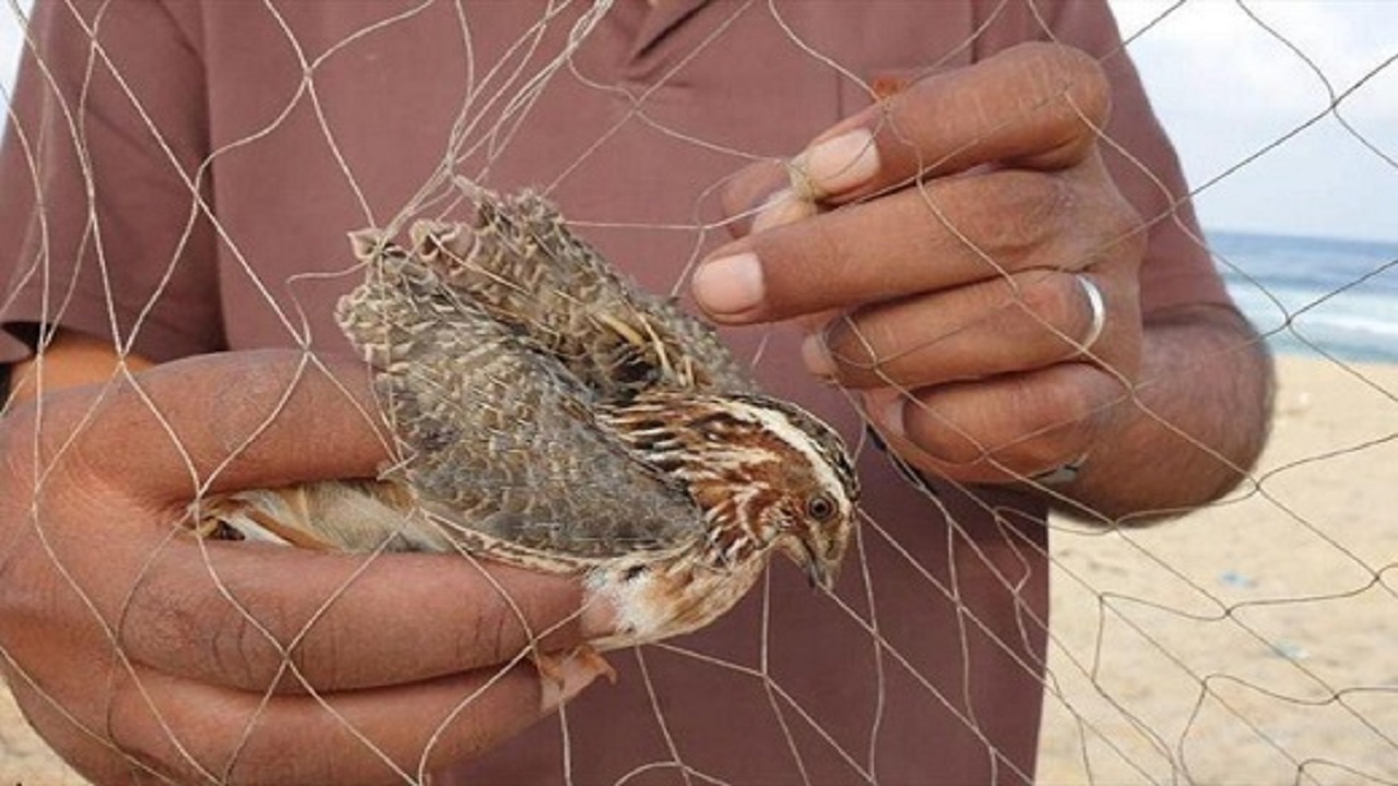 نجات بلدرچین‌ها از دست صیاد در شوشتر