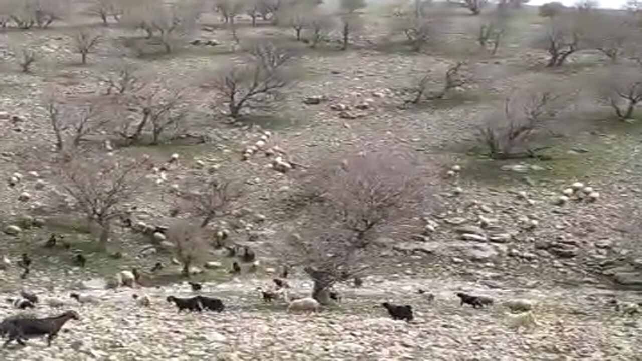 چشم‌اندازی از طبیعت بهاری در «آبدانان» + فیلم و تصاویر