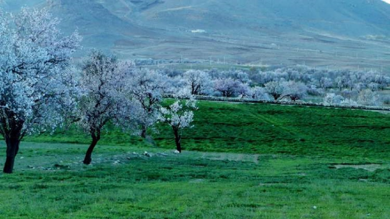 سرمای بهاره و دغدغه سرمازدگی