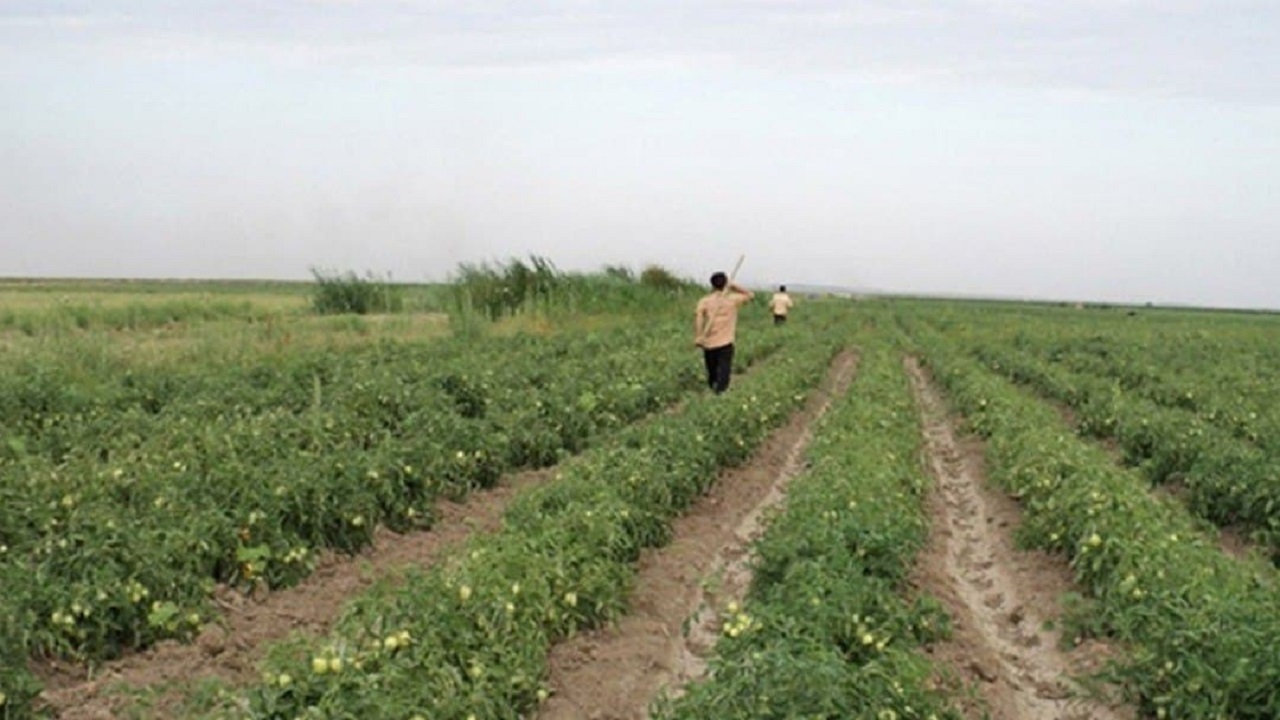  ۱۰ هزار هکتار از مزارع کشاورزی به زیرکشت صیفی جات می‌رود