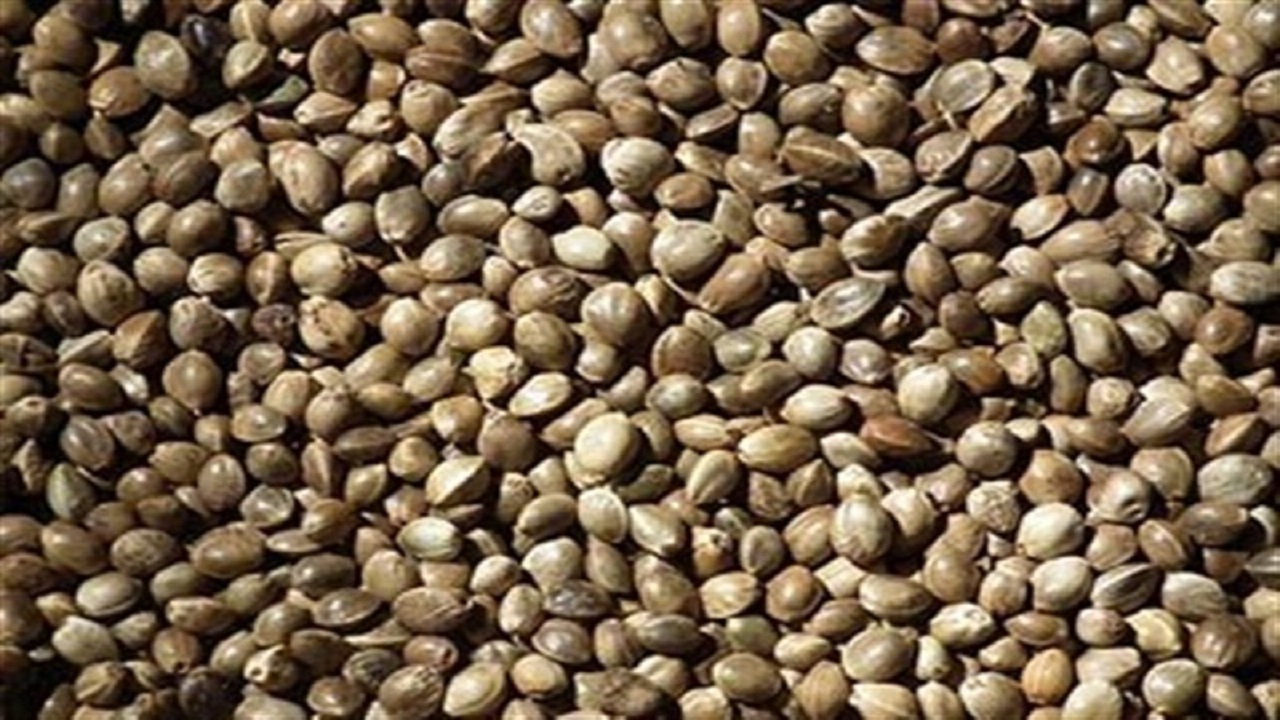کشف بیش از ۸ تن تخم شاهدانه قاچاق در یک منزل مسکونی در زاهدان