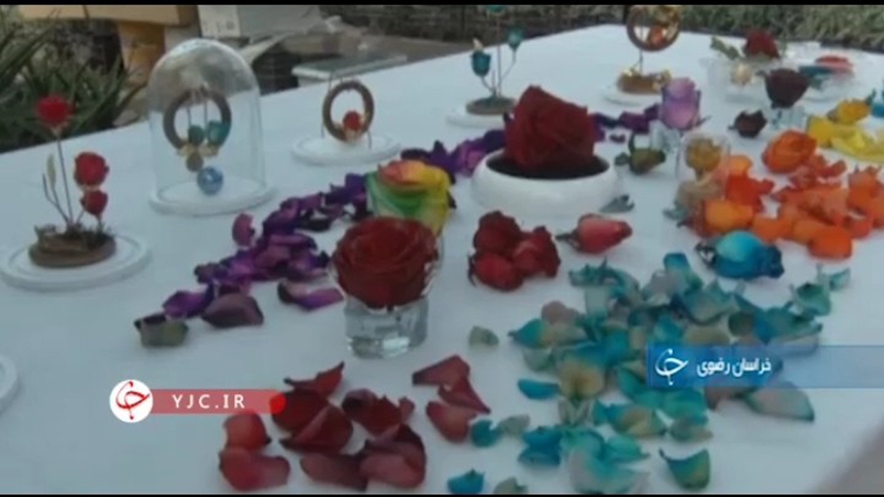 گل رز جاویدان در خراسان رضوی + فیلم