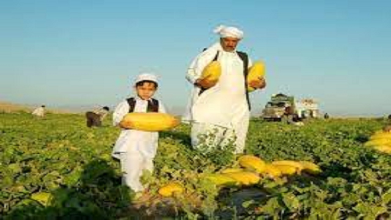 کشت خربزه و هندوانه در بیش از ۷ هزار هکتار از مزارع تایباد