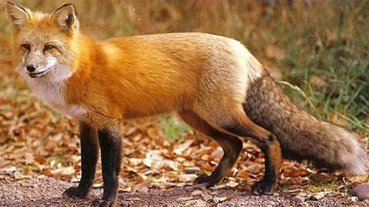 مهر مادری روباه نثار توله خرس های بی مادر شد