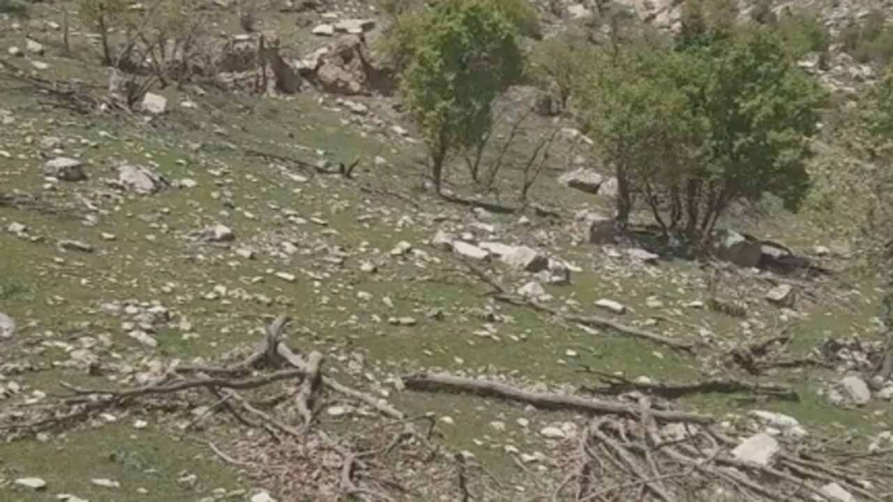 نابودی منابع طبیعی در منطقه سرکان + فیلم