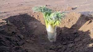 تایباد؛کما گیاهی دارویی