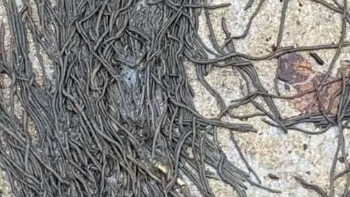 گردباد وحشتناک کِرم