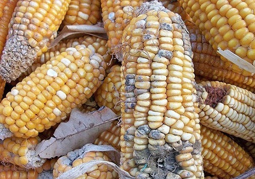 خروج ذرت&zwnj;های آلوده از خوزستان با چراغ&zwnj;های خاموش و سکوتی تامل برانگیز