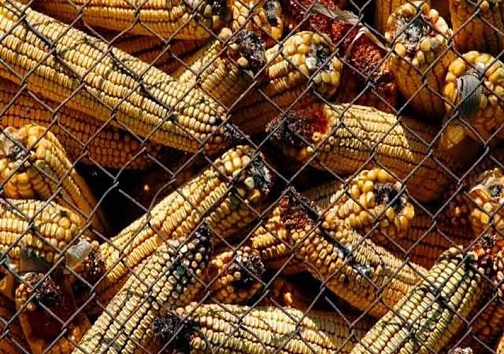 خروج ذرت&zwnj;های آلوده از خوزستان با چراغ&zwnj;های خاموش و سکوتی تامل برانگیز