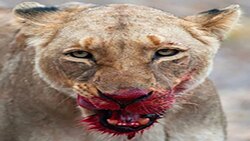 شکار گوزن یالدار توسط کروکودیل + فیلم