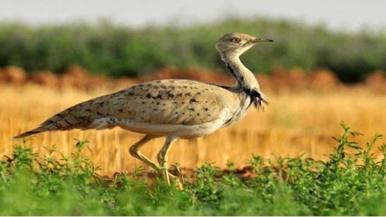 هوبره نماد و سمبل حیات وحش استان یزد