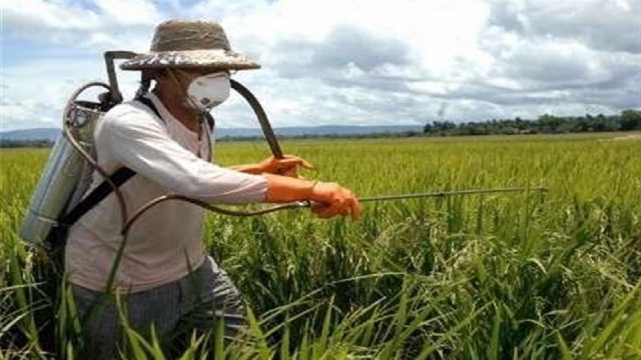 بررسی وضعیت سن مادری غلات در مشهد