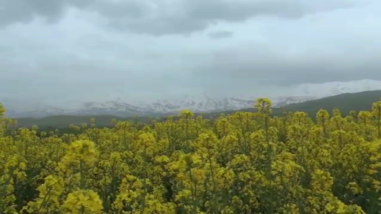 طبیعت بهاری زیبای روستای تکه از توابع بخش مرکزی نهاوند+فیلم