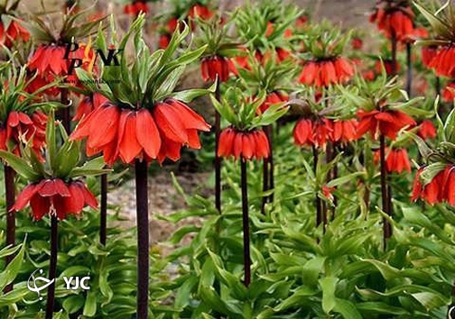 رستاخیز طبیعت در مهاباد با رویش گیاهان خوراکی رستاخیز طبیعت در مهاباد با رویش گیاهان خوراکی