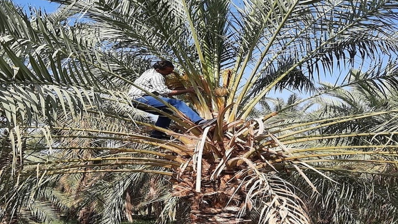 گرده افشانی نخل های خرما در طبس + تصاویر