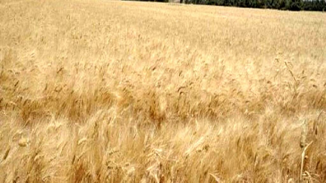 سرقت گندم سوریه از سوی نظامیان اشغالگر آمریکایی