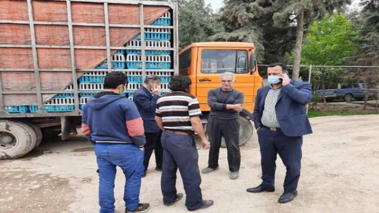 توقیف خودرو‌های حمل مرغ زنده بدون مجوز