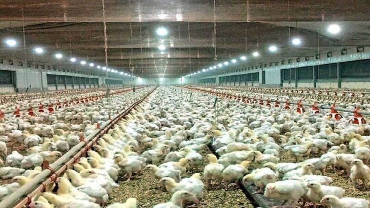 خاش رتبه نخست تولید گوشت مرغ در سیستان و بلوچستان را دارد