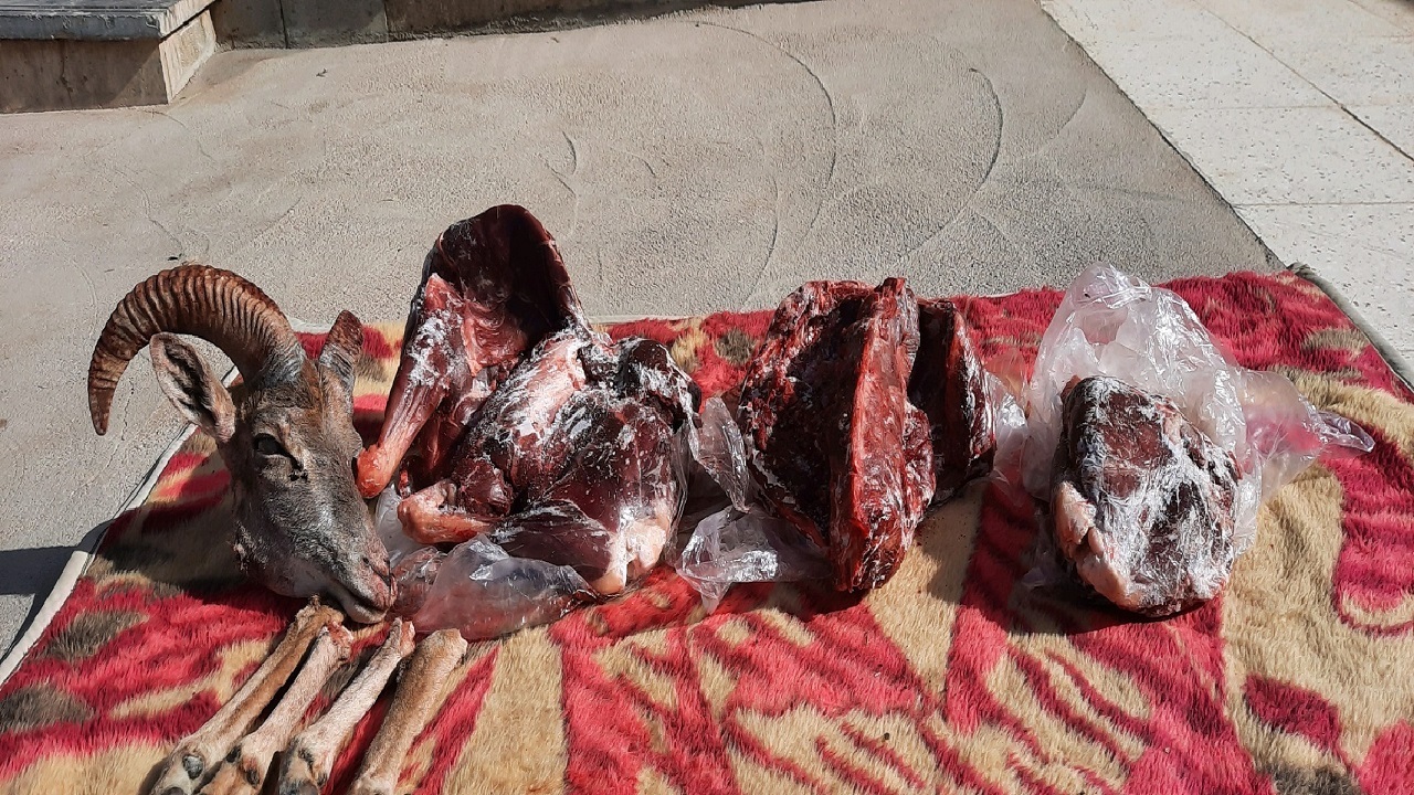 کشف لاشه‌  یک راس قوچ وحشی در طبس