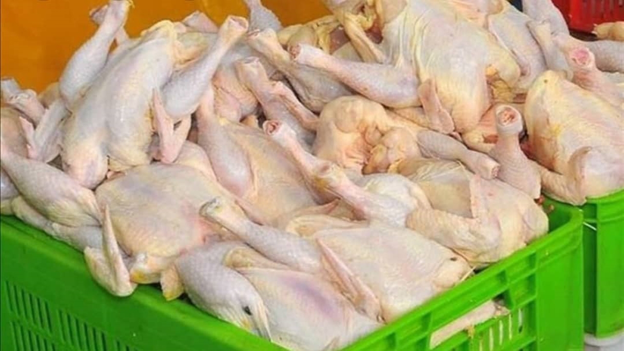 توزیع مرغ گرم در ارسنجان