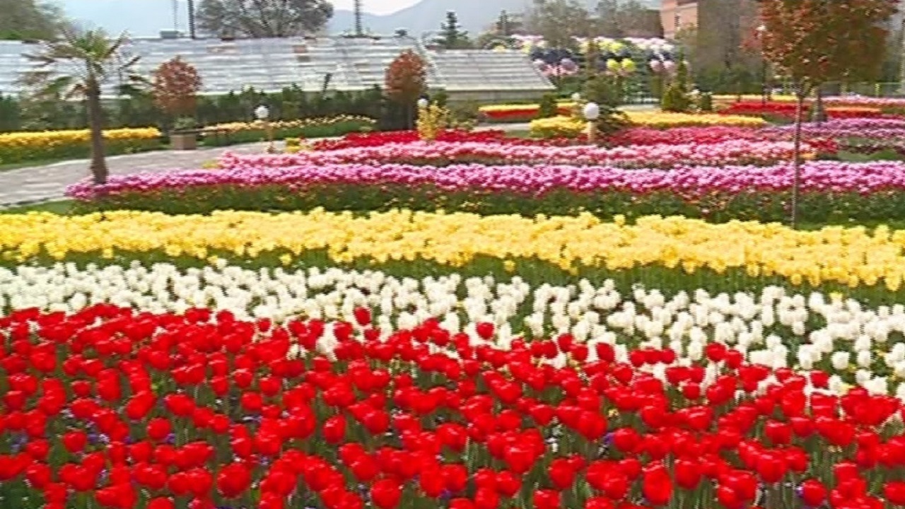 کناره گیری نمایشگاه لاله‌های اراک به نفع مردم