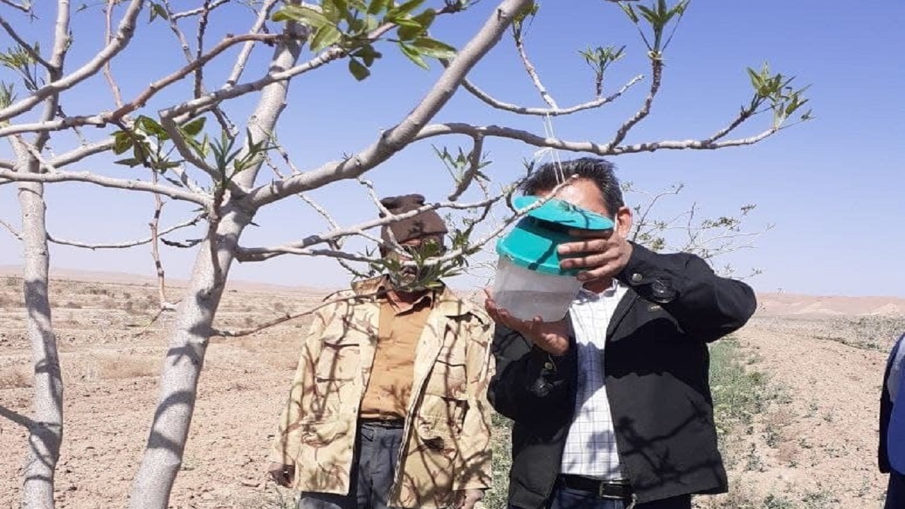 پیش آگاهی پسته کاران کاشمر در مورد پروانه چوبخوار پسته