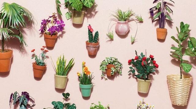 آشنایی با انواع گیاهان آپارتمانی مناسب برای فضای داخلی خانه