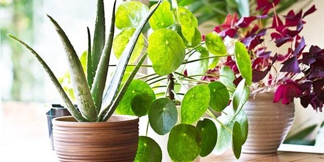 آشنایی با انواع گیاهان آپارتمانی مناسب برای فضای داخلی خانه