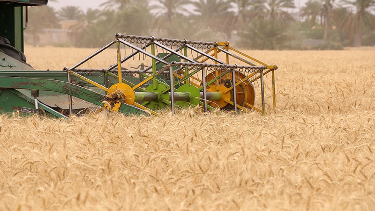 پیش بینی برداشت ۴۵ هزار تن گندم از مزارع هرمزگان