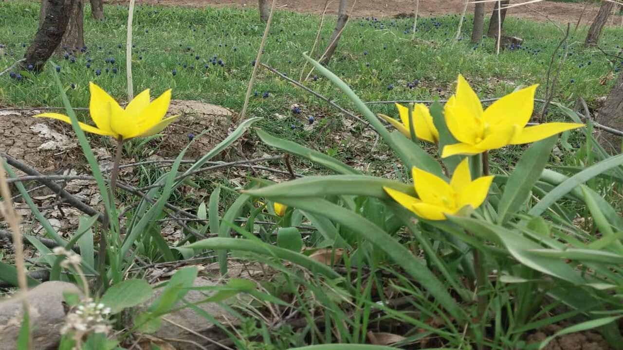 گوشه‌ای از طبیعت بی‌نظیر در روستای اردکلو + تصاویر