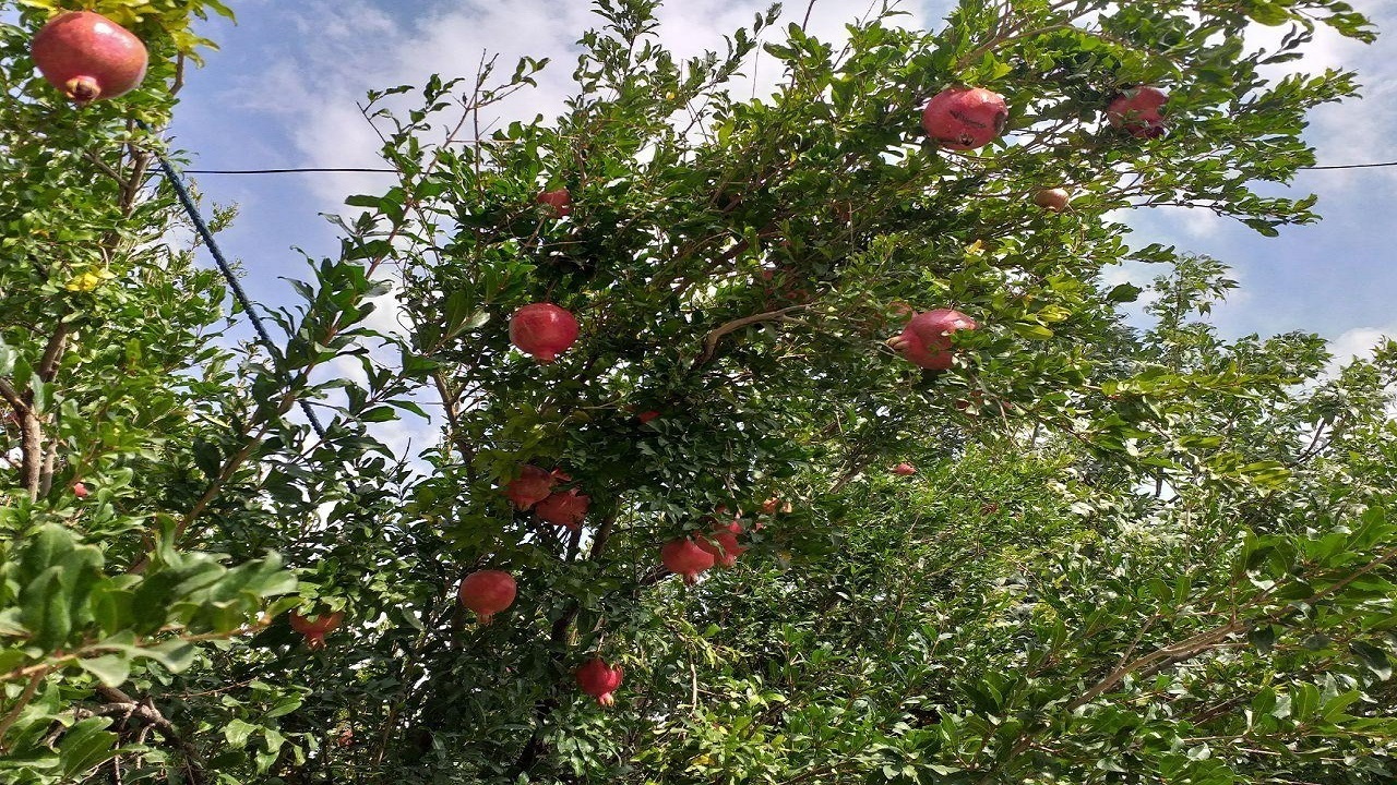 بزرگترین باغ میوه کشور در تبریز احداث می‌شود