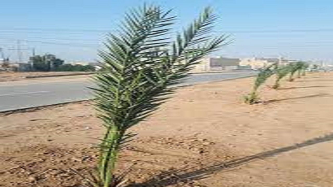 کاشت نخل در شهرستان آبادان