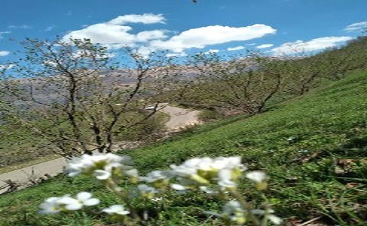 زیبایی شکوفه های بهاری در اشکورات رودسر