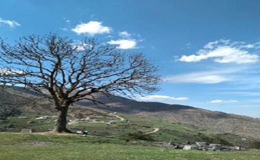 زیبایی شکوفه های بهاری در اشکورات رودسر