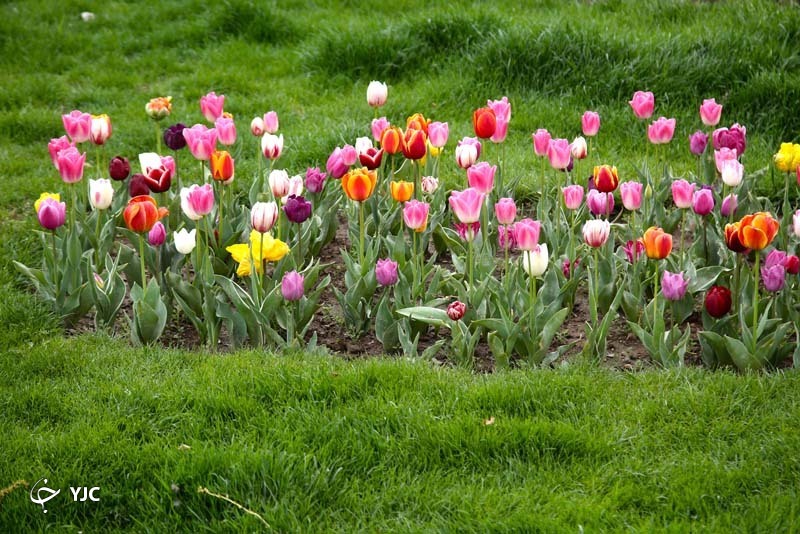 با ما به باغ لاله&zwnj;های کرج بیایید