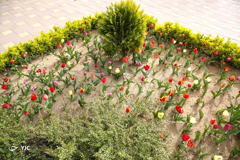 با ما به باغ لاله&zwnj;های کرج بیایید