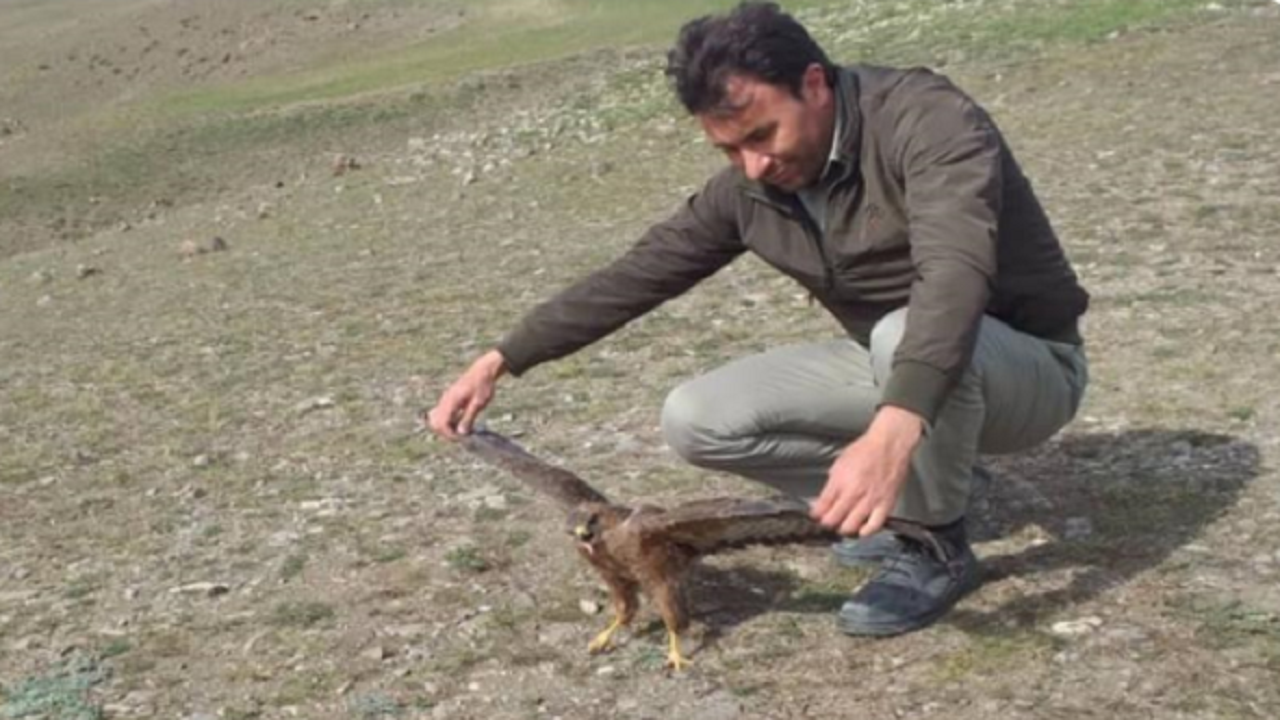 رهاسازی ۲ پرنده وحشی در طبیعت مشگین شهر