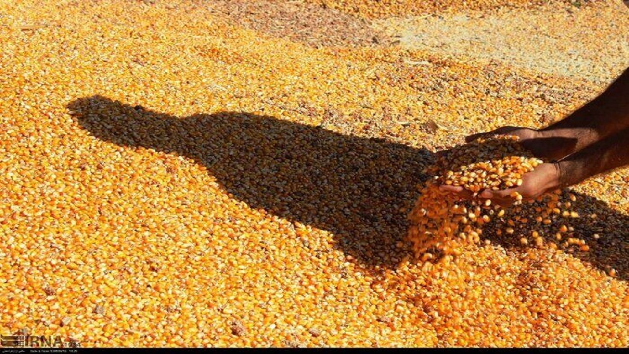 توزیع۱۳۰ هزار تن نهاده دامی توسط تعاون روستایی آذربایجان‎‌شرقی