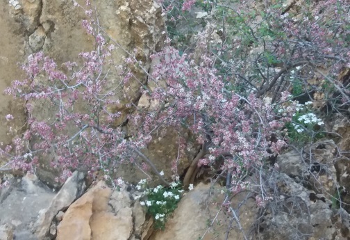 رسیدن بهار و گلگون شدن دشت های شقایق لرستان