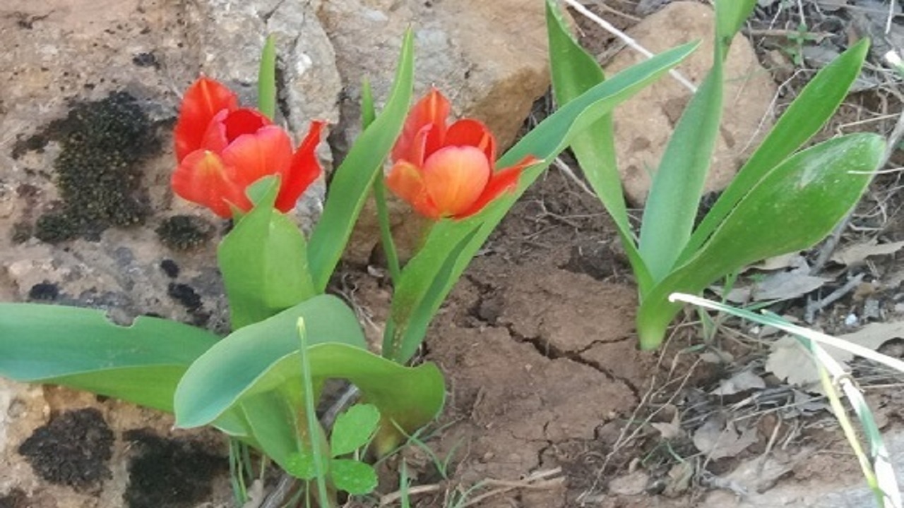 دشت شقایق