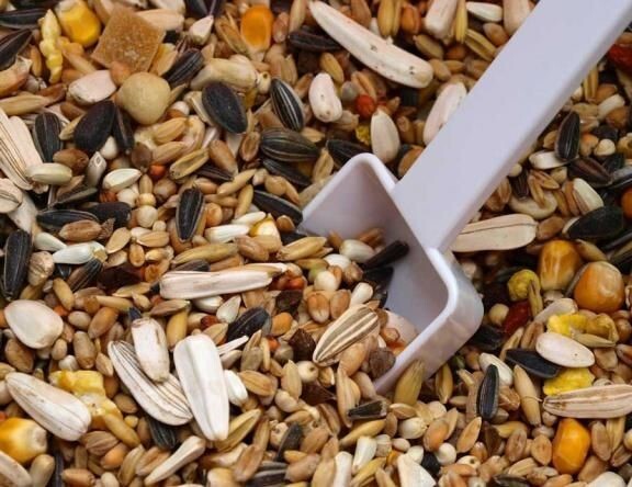 اهمیت وجود غلات سالم در غذای پرندگان