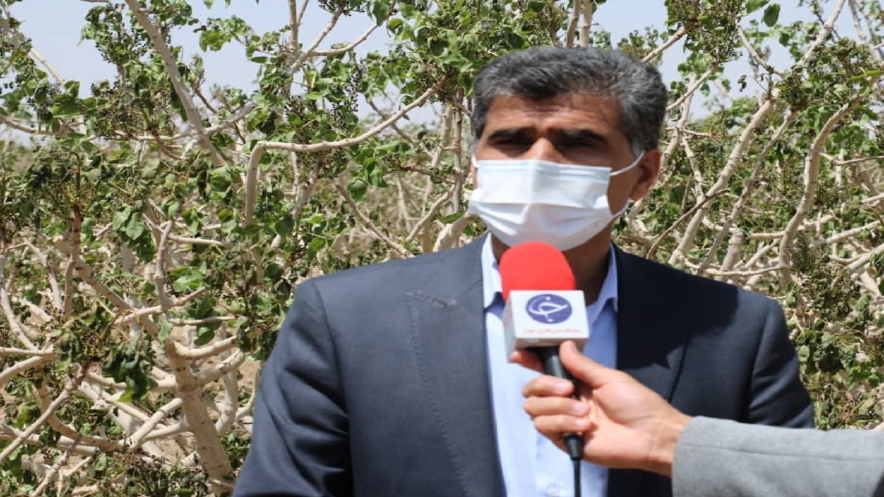 خسارت میلیاردی سرمازدگی به محصولات کشاورزی خاتم+ تصاویر