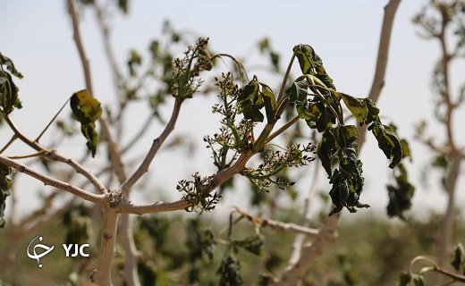 خسارت میلیاردی سرمازدگی به محصولات کشاورزی خاتم+ تصاویر