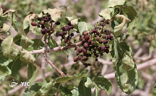خسارت میلیاردی سرمازدگی به محصولات کشاورزی خاتم+ تصاویر